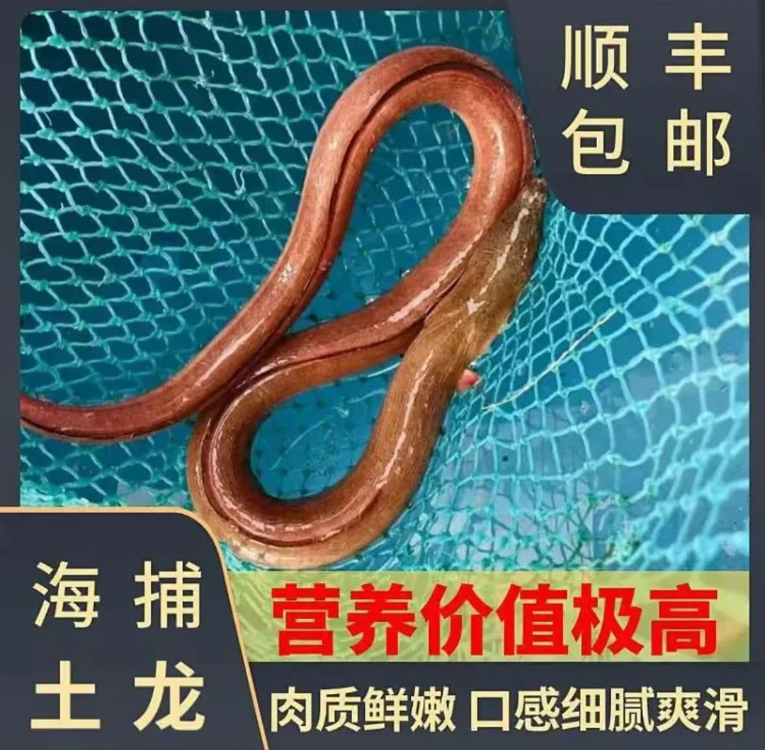 【福建土龙】东山岛野生海捕土龙1.5-5斤 秋冬进补 土龙炖汤 新鲜