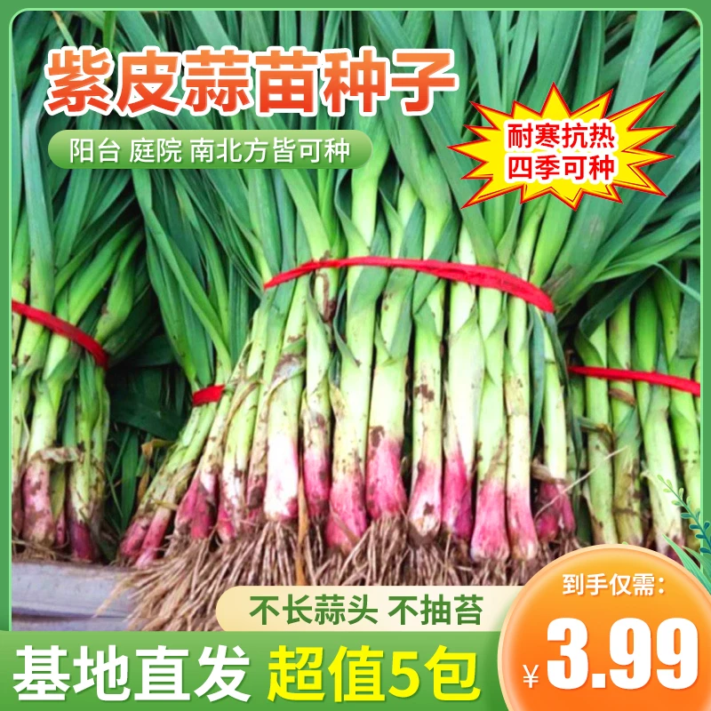 【抢！3.99元5包】多茬采收 红皮蒜苗籽 南北方四季种