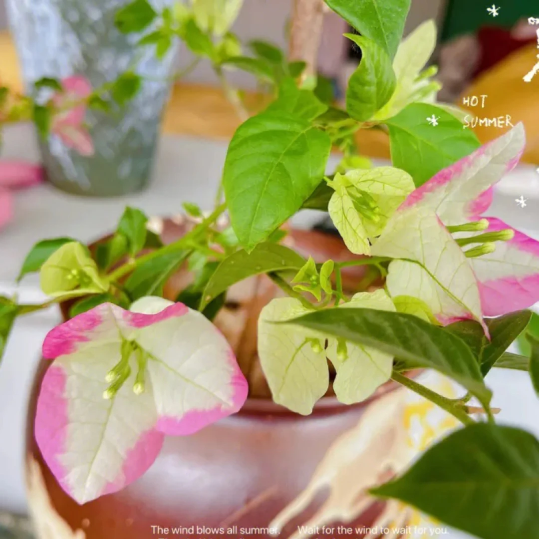 椰汁冰三角梅【鲜花绿植运输过程掉花落叶所属正常、介意慎拍
