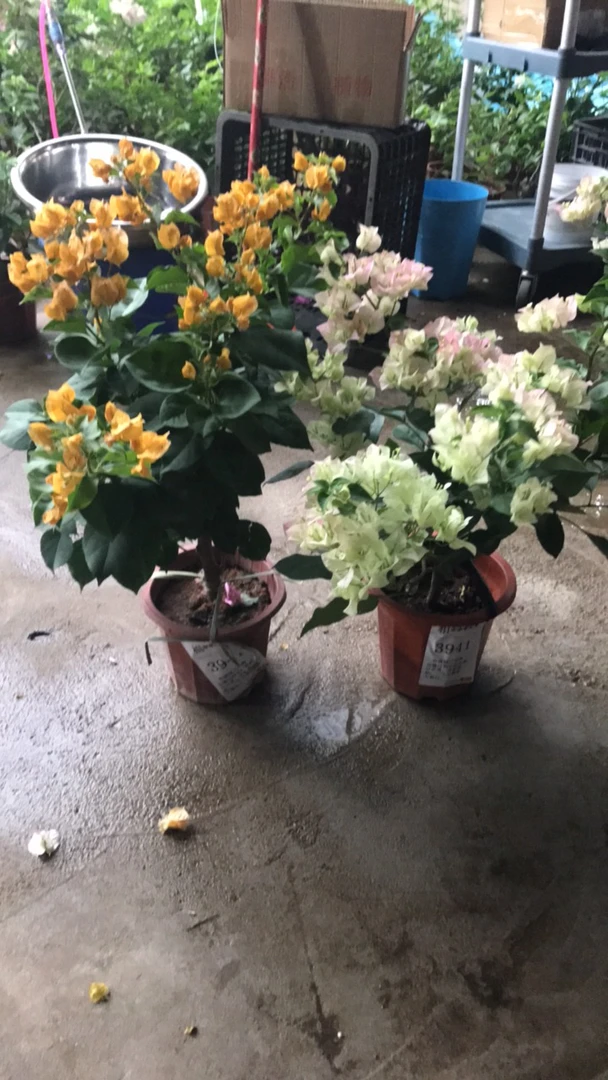 金心双色系列三角梅【鲜花绿植运输过程掉花落叶所属正常、介意慎拍