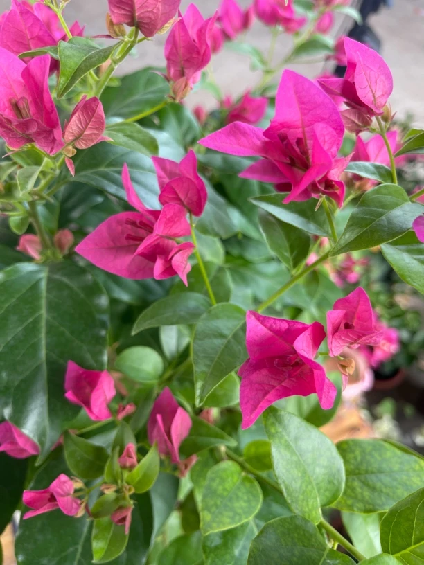 胭脂三角梅【鲜花绿植运输过程掉花落叶所属正常、介意慎拍