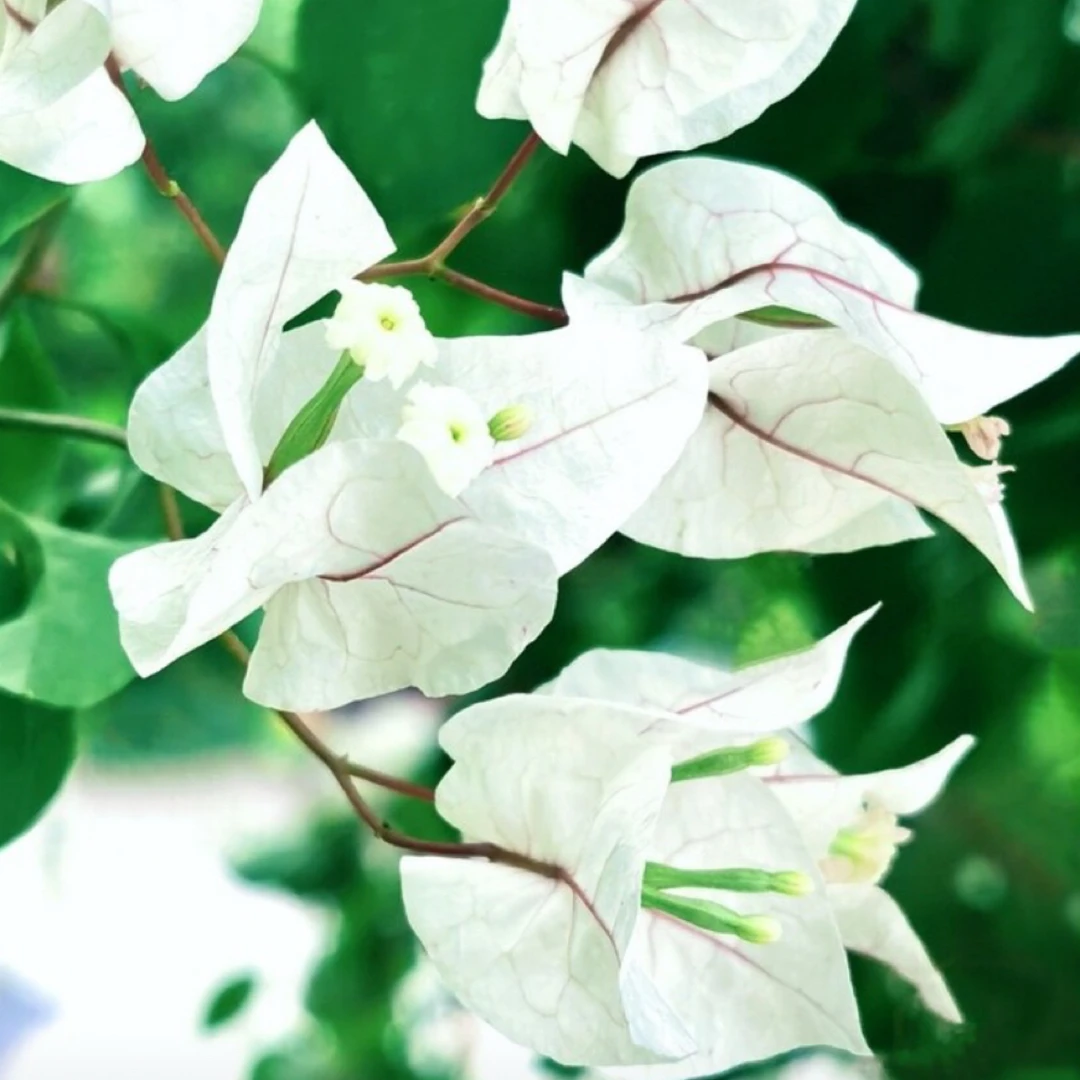 维拉白三角梅【鲜花绿植运输过程掉花落叶所属正常、介意慎拍