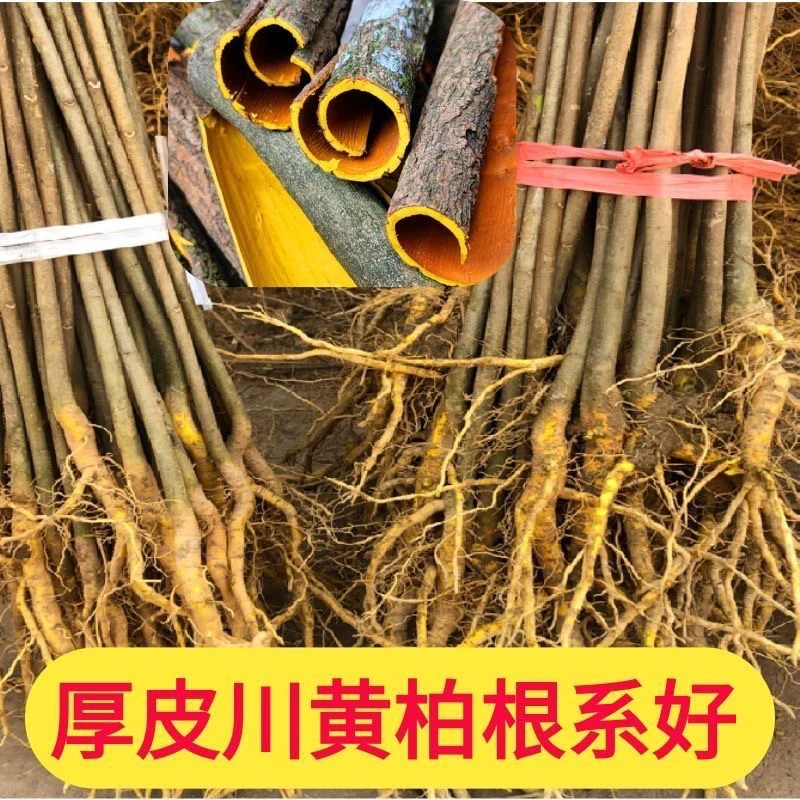 厚皮川黄柏苗成活率高现挖现发基地直销