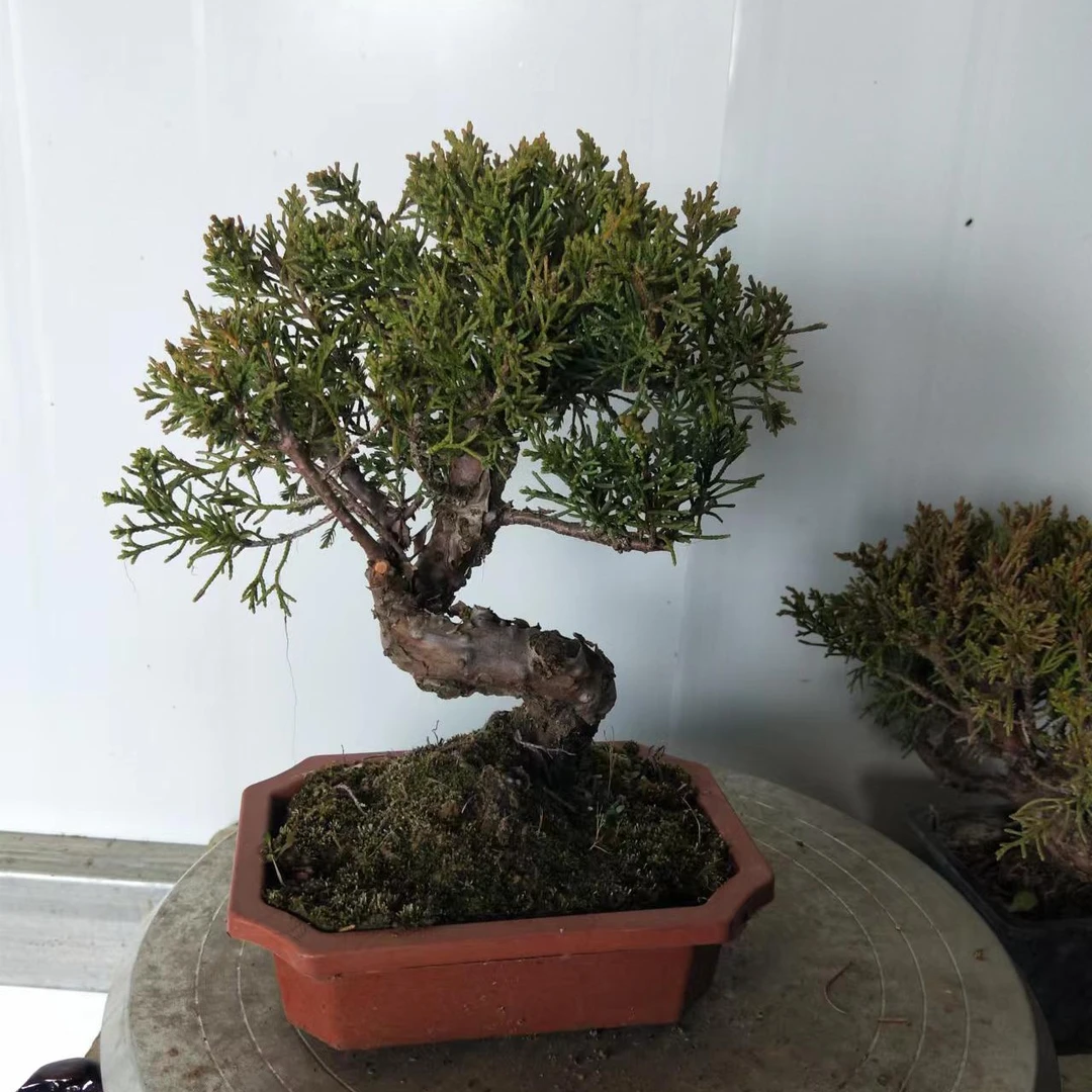 济州真柏童子盆景