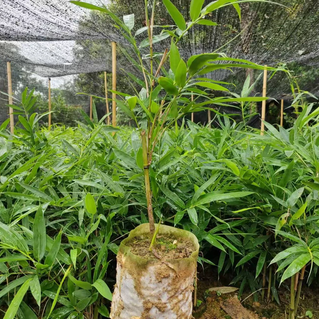 苦竹大杯一年苗苦笋苗现挖先发园林绿化花园绿植室外耐寒耐旱