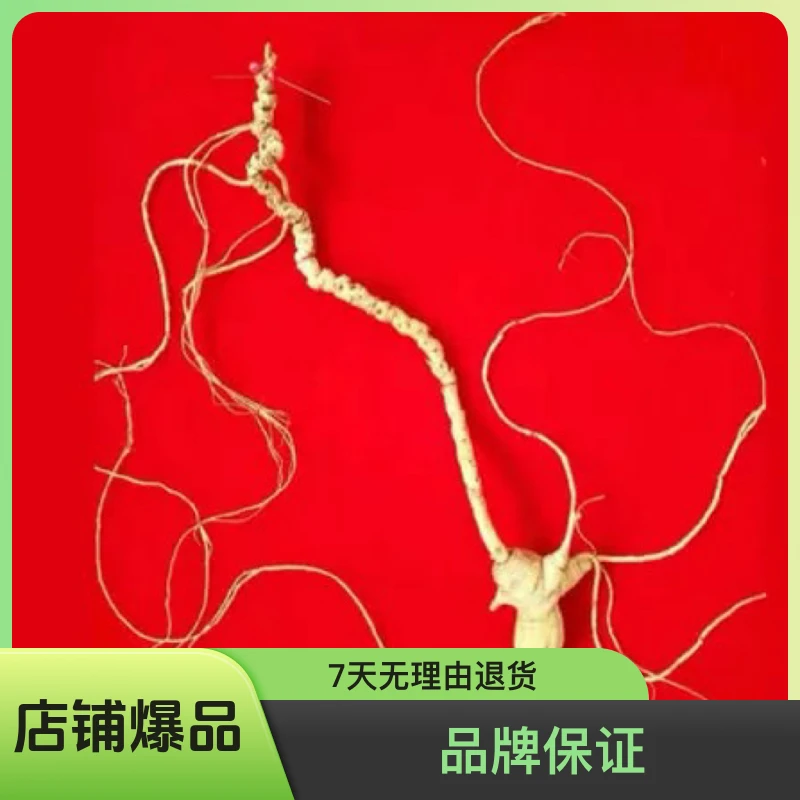 长白山 长白山野山参