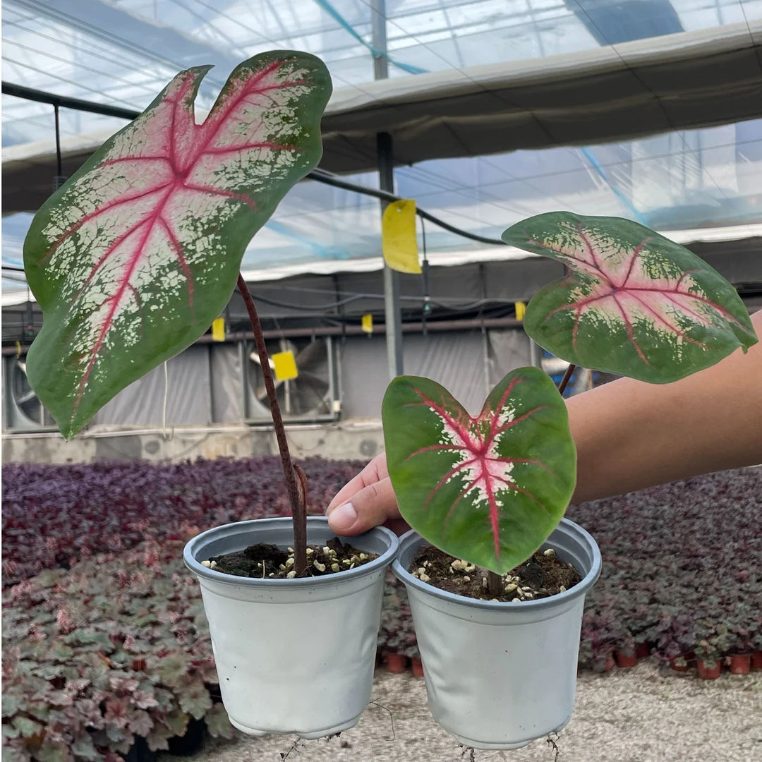 【苹果花】多年生绿植盆栽 室内办公装饰卧室