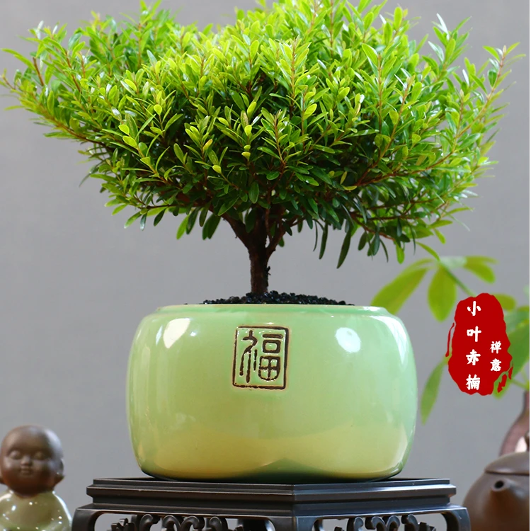 小叶赤楠老桩盆景绿植盆栽办公室内桌面茶几净化空气花卉植物苗