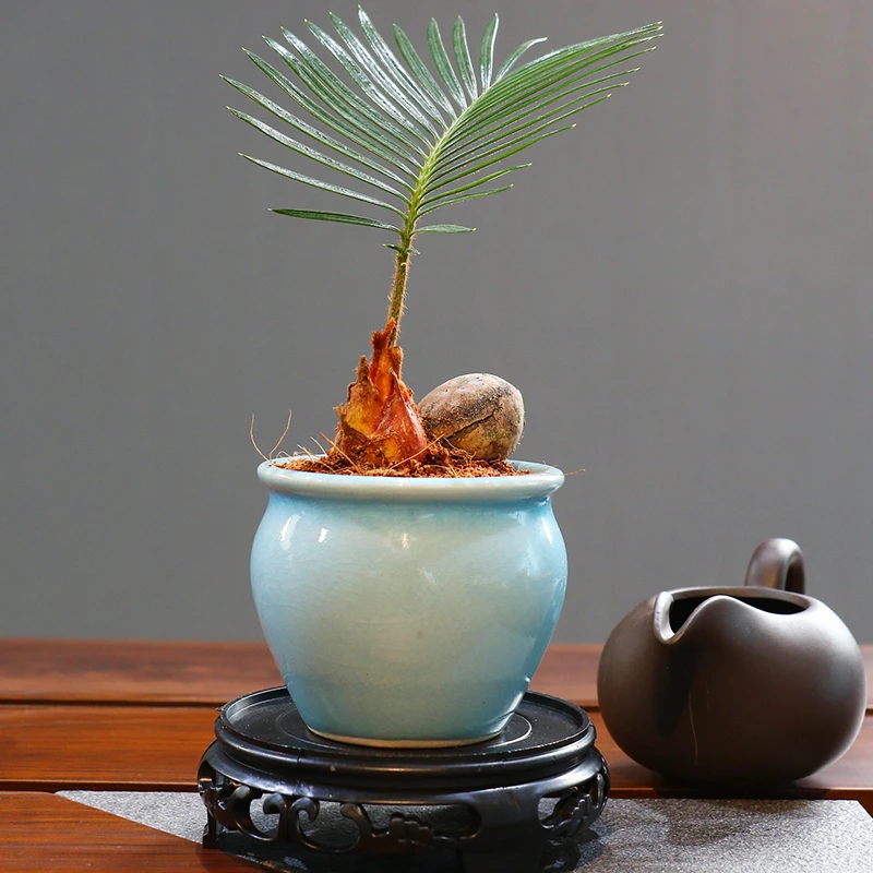 铁树盆栽苏铁植物花卉室内花四季常青树苗客厅办公室桌面绿植盆景