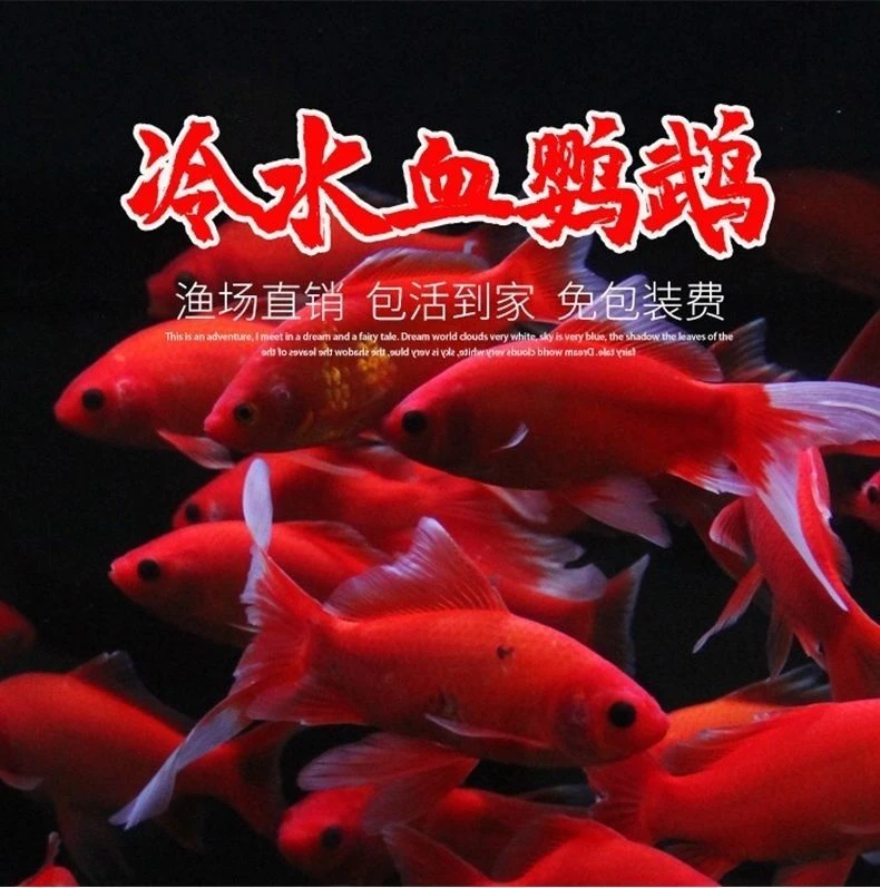 15-17公分左右5条冷水鹦鹉发财鱼活体金鱼耐活好养冷水观赏鱼锦鲤