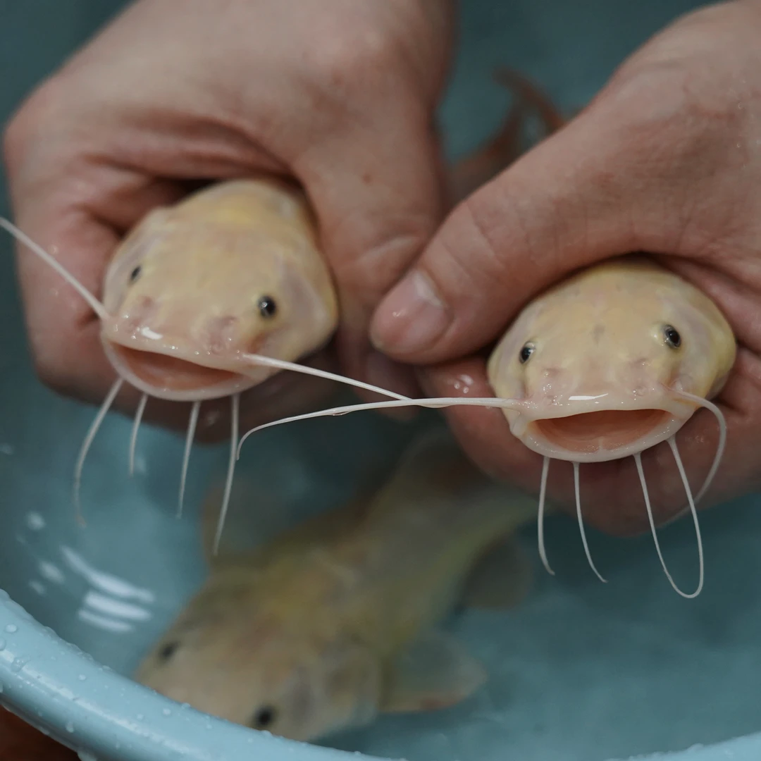 招财猫红尾黄金猫金丝猫热带鱼观赏鱼龙缸配鱼龙鱼