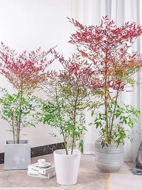 火焰南天竹耐寒耐热室内室外好养活地栽水培客厅装饰现挖现发美观