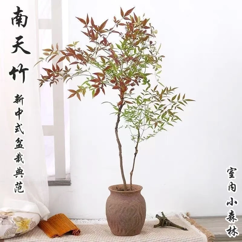 火焰南天竹耐寒耐热室内室外好养活地栽水培客厅装饰现挖现发美观