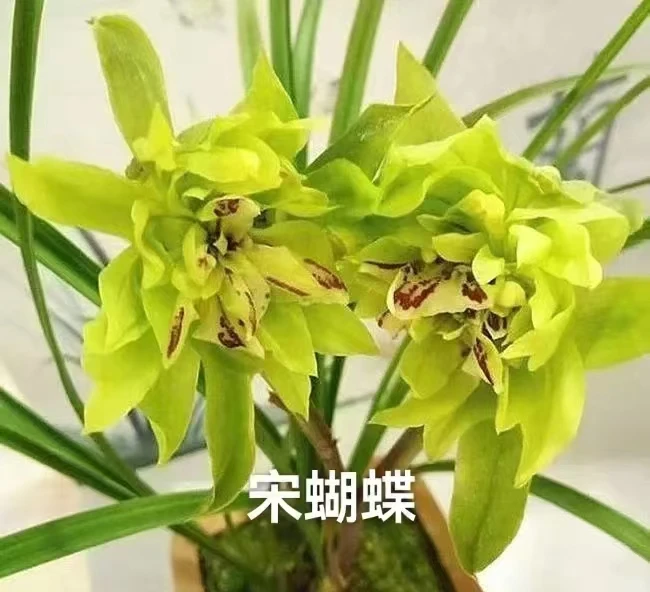 春兰:宋蝴蝶2苗裸根发货