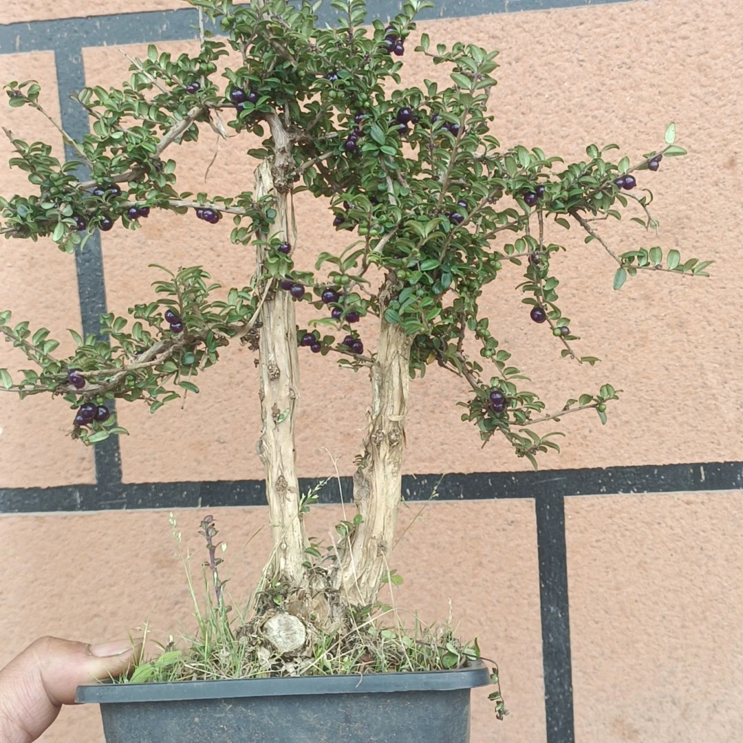瑞茂忍冬淡红色的花。