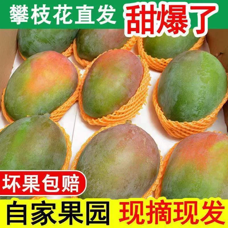 【攀枝花凯特大芒果】四川现摘现发大脸芒大青芒细腻化渣净重