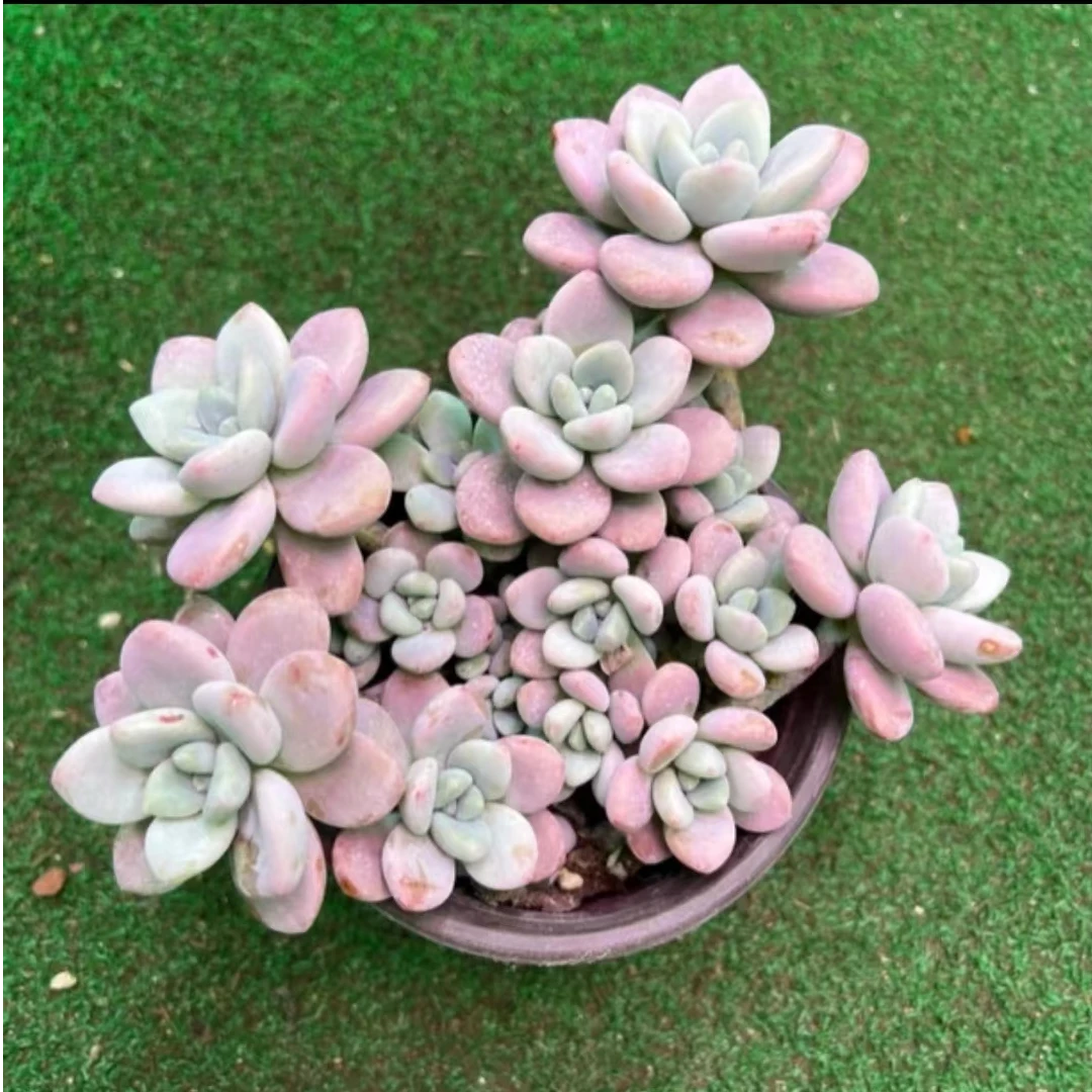 【8090多肉】多肉红洛神（所有单品都在里面哦）多肉植物  一单包邮