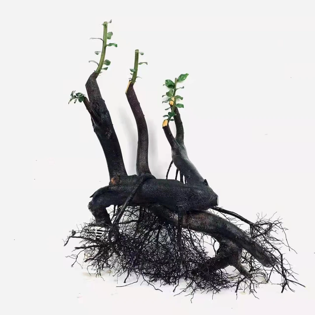 金弹子生桩盆景素材