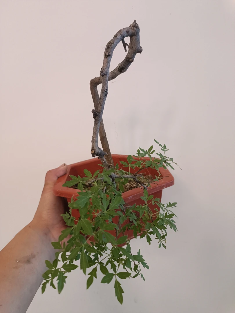黄荆盆景树桩室内盆栽绿植阳台庭院植物办公室装饰