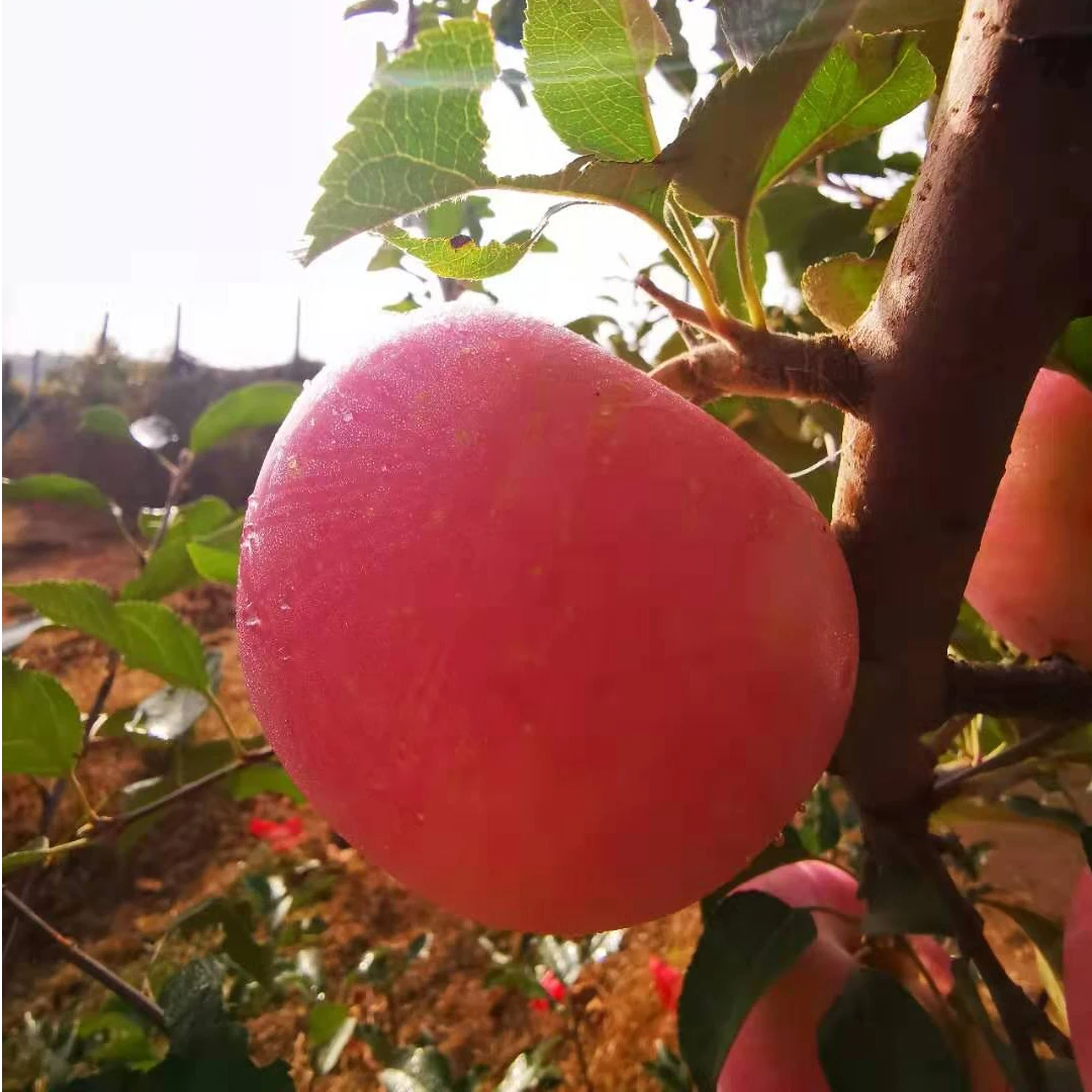 【源食生活】有机苹果脆甜正宗烟台产地红富士新鲜苹果营养精品水果