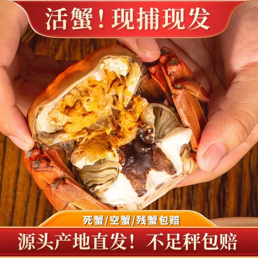 【活蟹6只送2只】公蟹6.0-5.7两母蟹5.0-4.7两8只年货大闸蟹湖蟹