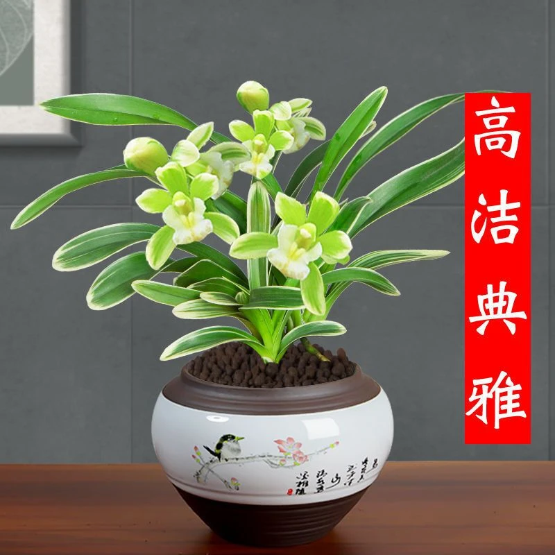 金边矮种兰花盆栽四季兰花墨兰 凤凰冠 室内植物盆栽 凤凰冠