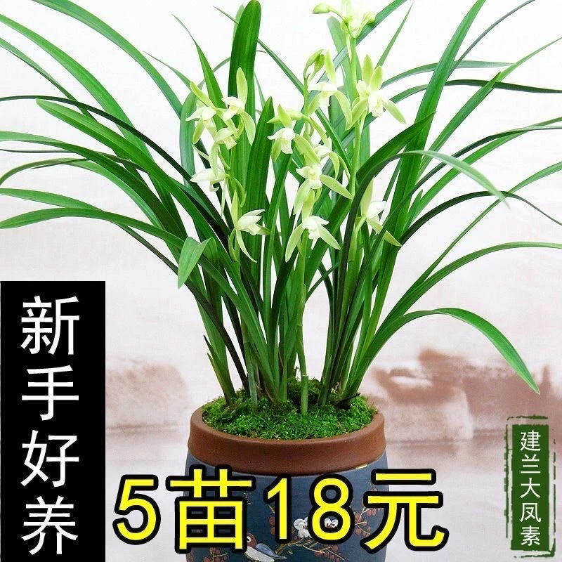 高品质 开花香大凤素玉红双娇 富山奇蝶 兰花苗