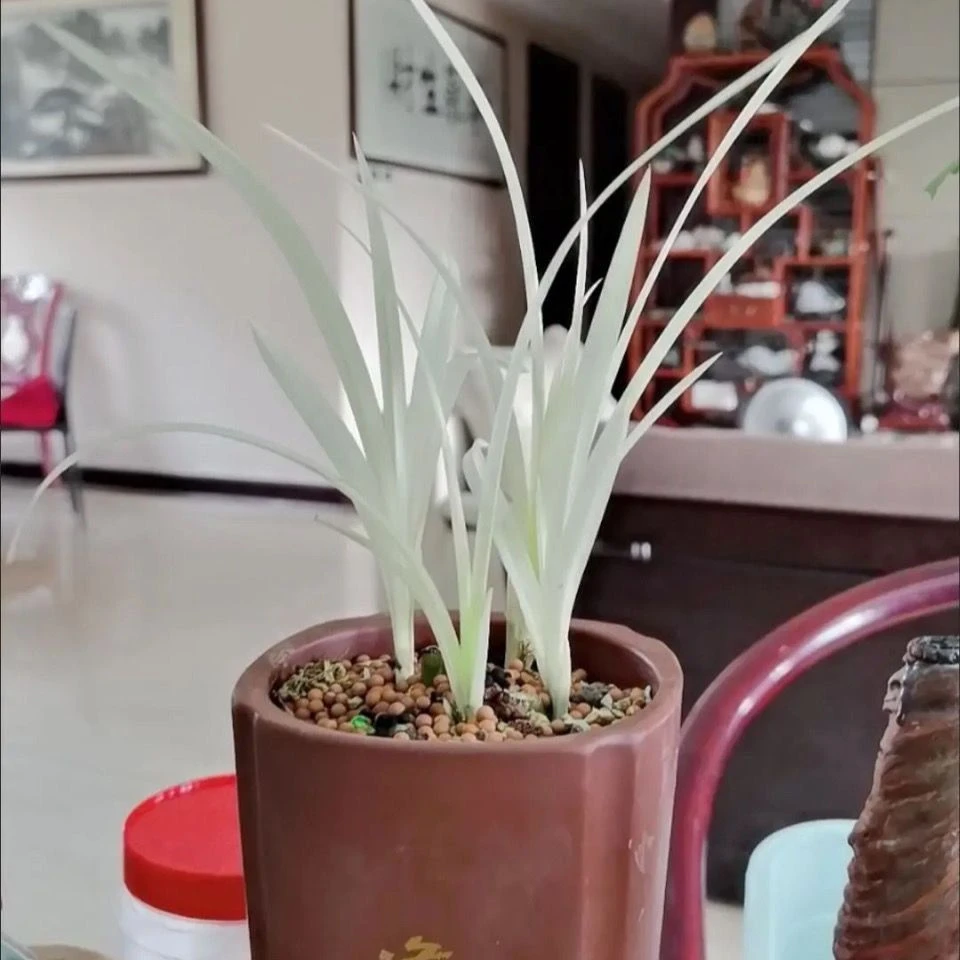 蕙兰 纯白叶 室内盆栽花卉绿植 开花香