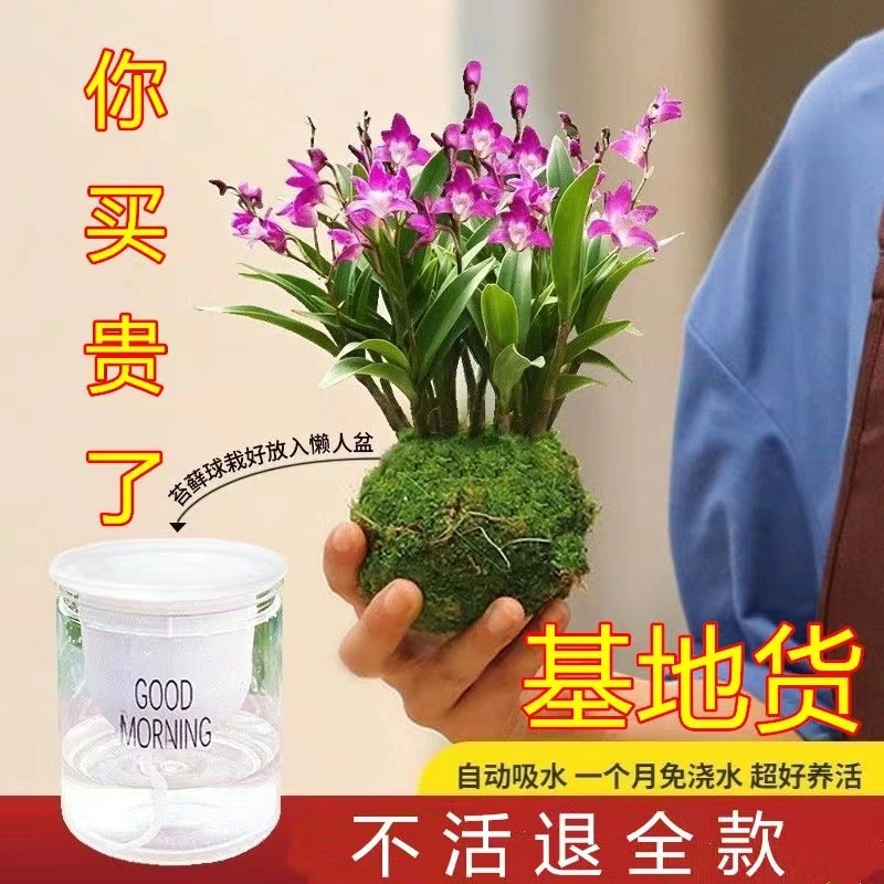 香水石斛 兰花四季开好养绿植浓香型石斛睡眠绿植净化空气