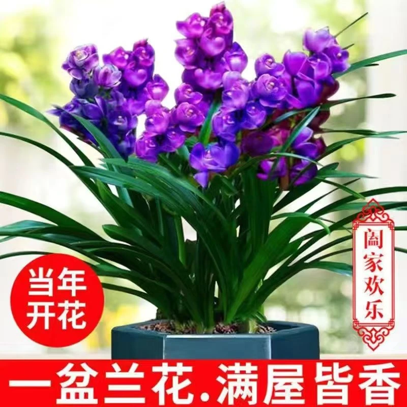 四季兰花苗盆栽开花浓香型室内外耐寒好养君子兰蝴蝶兰花卉绿植物
