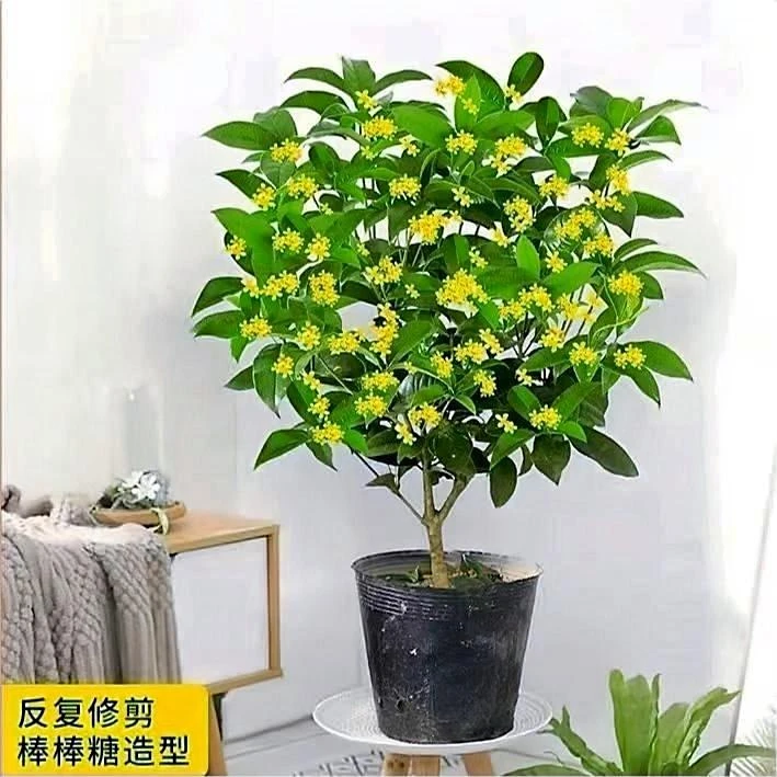 桂花树苗带花苞发货植物室内花卉盆栽客厅庭院办公室绿植基地直销