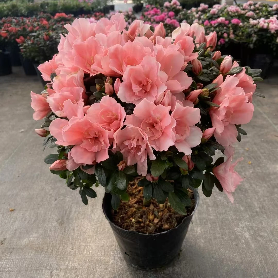 樱桃粉杜鹃花盆栽花卉植物室内客厅阳台庭院四季好客厅绿植大盆栽