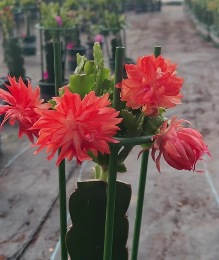 嫁接红色重瓣蟹爪兰好养易活