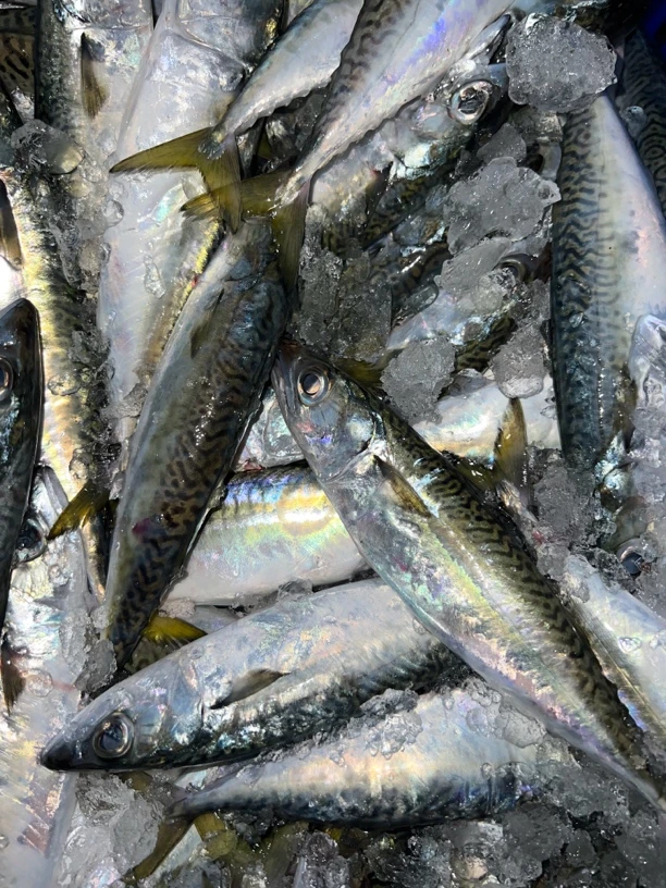 神泉本港照灯花仙5斤装！