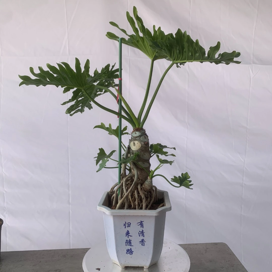 龙鳞春羽老桩盆栽室内大型绿植北欧网红室内客厅吸甲醛一物一拍