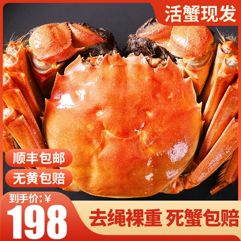 【活蟹】大闸蟹公蟹3.1-2.8两母蟹2.5-2.2两10只送2只鲜活螃蟹礼盒