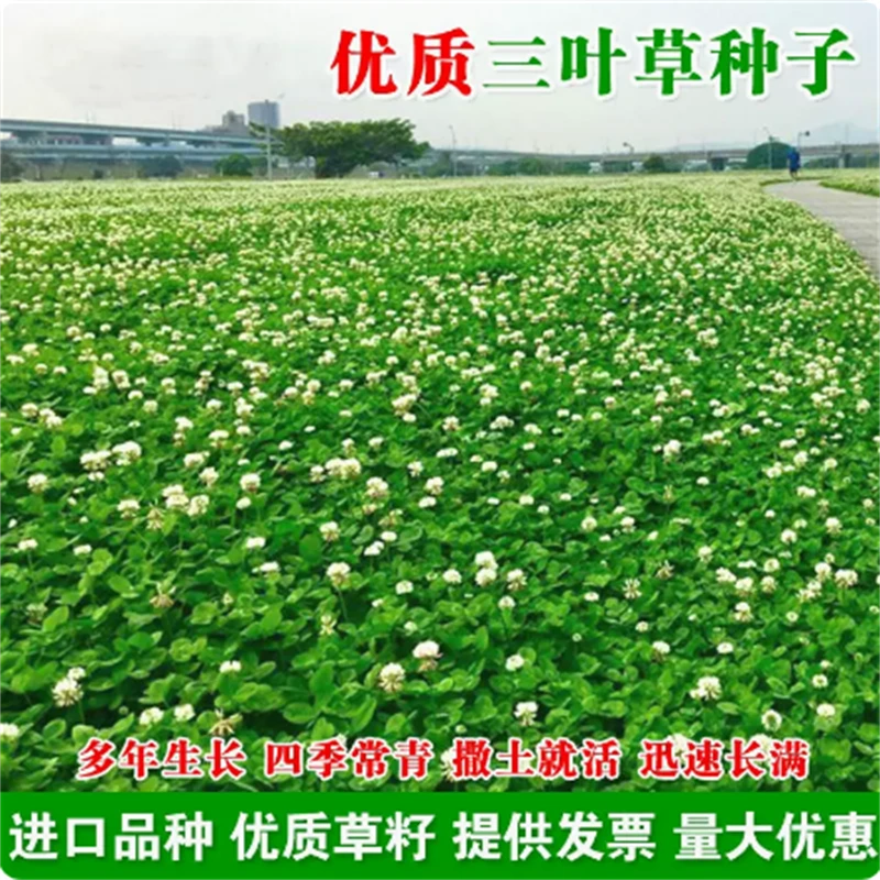 进口三叶草种子红三叶白三叶种籽幸运草四季常青耐寒绿化草坪草籽