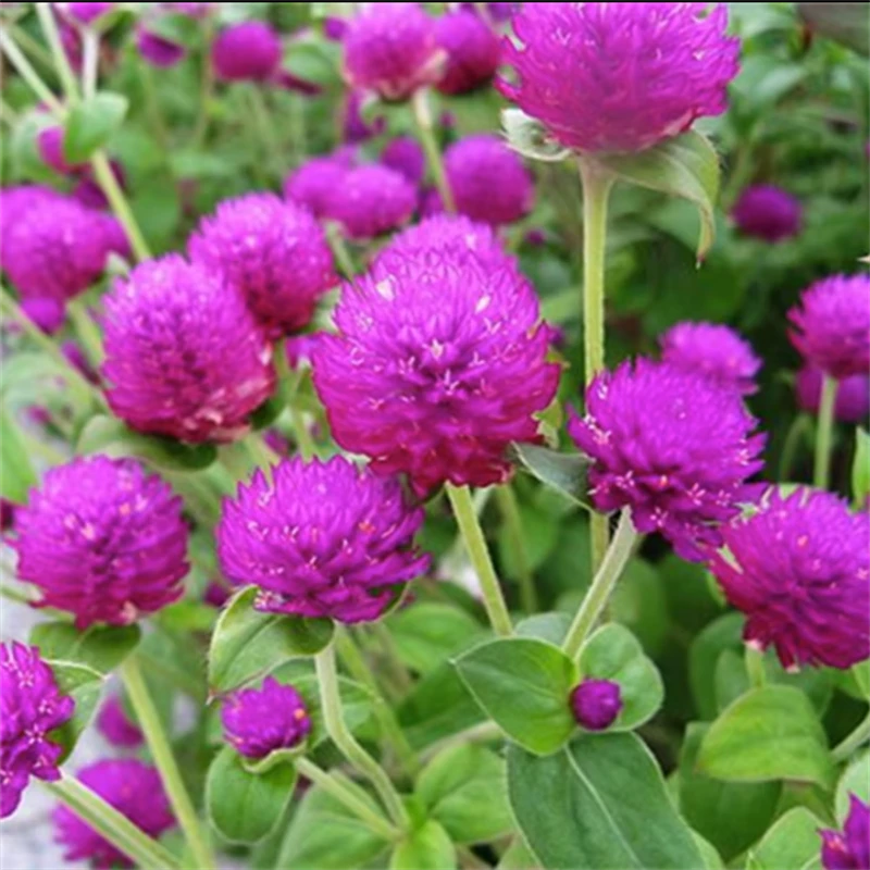 花种子千日红百日红火球庭院景观绿化花卉盆栽易活花籽千日紫种子