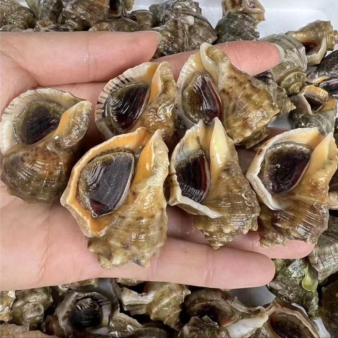 大海螺30一斤
