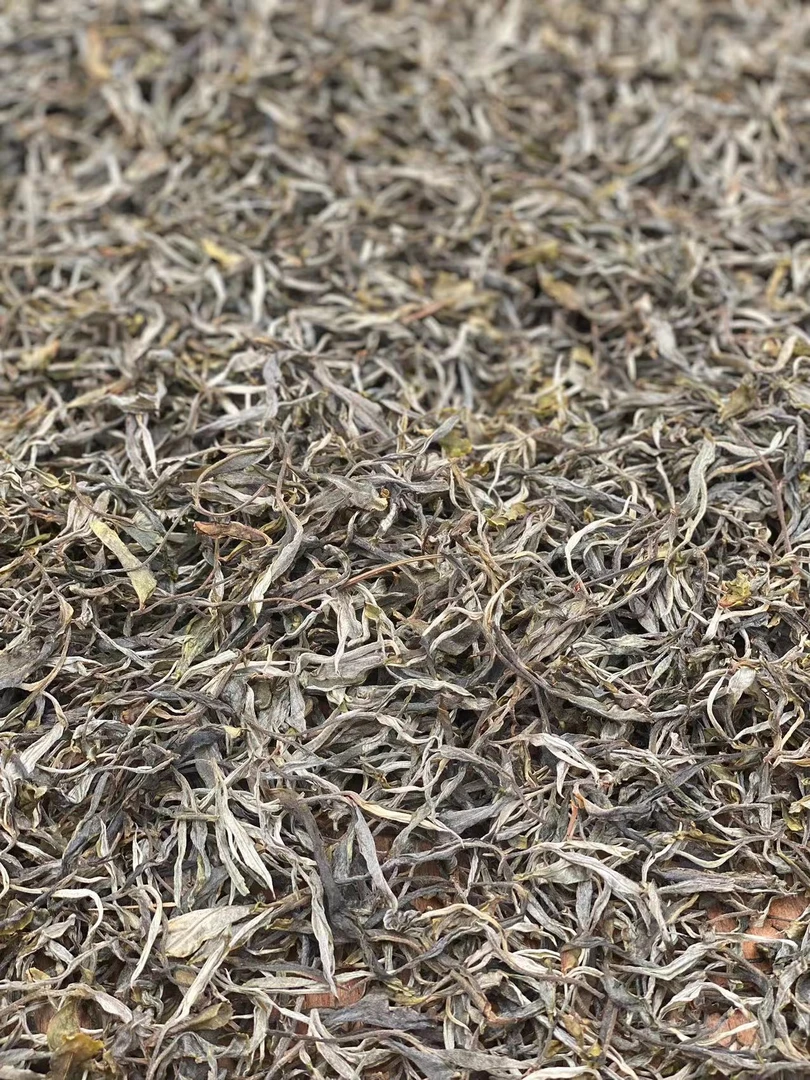2024年晓光山春茶臻选普洱茶生茶散茶