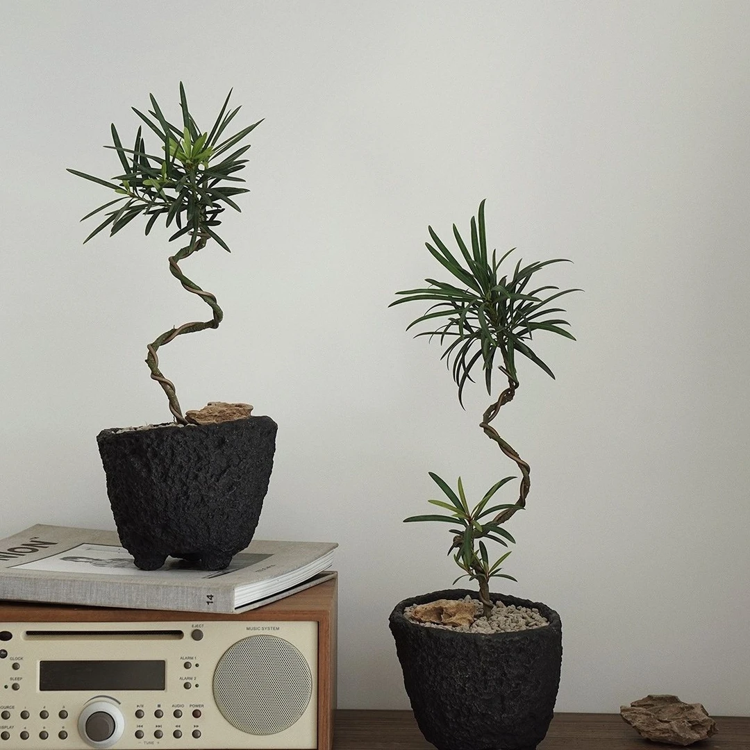 罗汉松树苗正宗罗汉松小苗庭院阳台室内花卉盆栽绿植造型盆景树桩