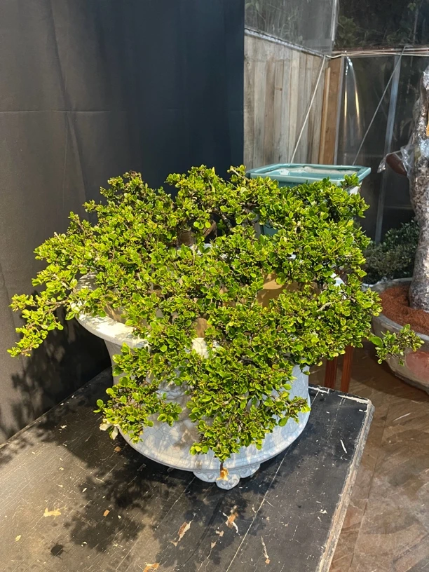 1号圆弧栀子花树盆景