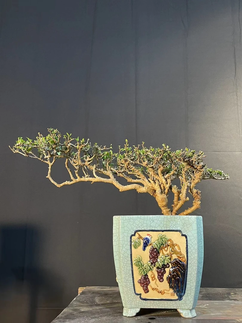 福建海岛春华花栀子花石枫直播间一物一拍