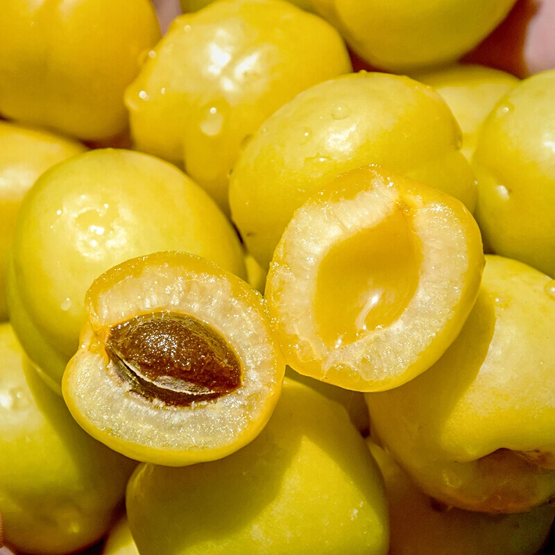 新疆小白杏树上的白色蜂蜜整箱水果轮台小白杏