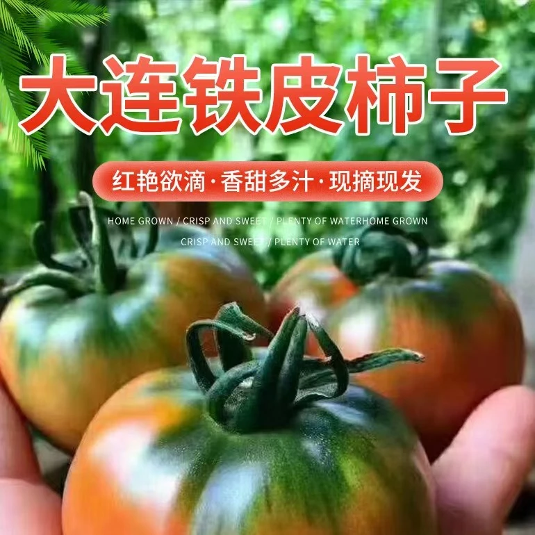 正宗大连铁皮柿子西红柿酸甜可口满口留香