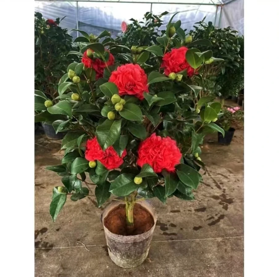 【一物一拍】克瑞墨大牡丹山茶花浓香型花卉南北方种植阳台盆栽