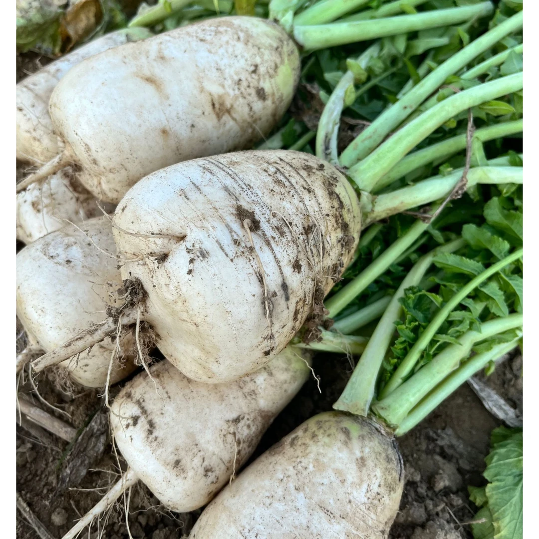 大别山农家白萝卜自制萝卜丝1瓶包邮