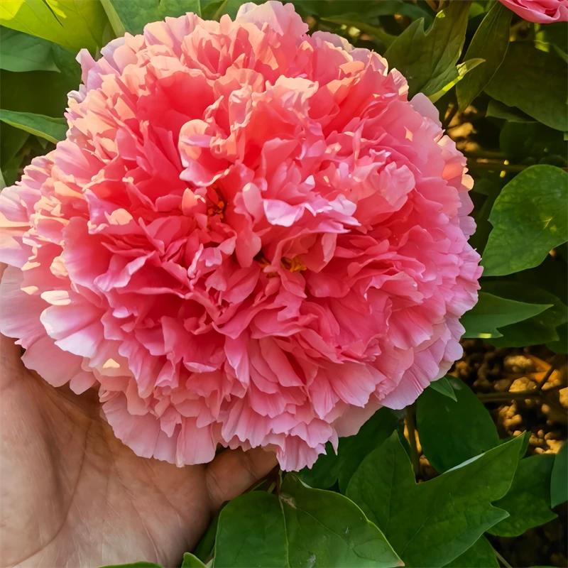 粉珊瑚牡丹牡丹观赏牡丹花苗盆栽菏泽牡丹花种大苗重瓣花卉
