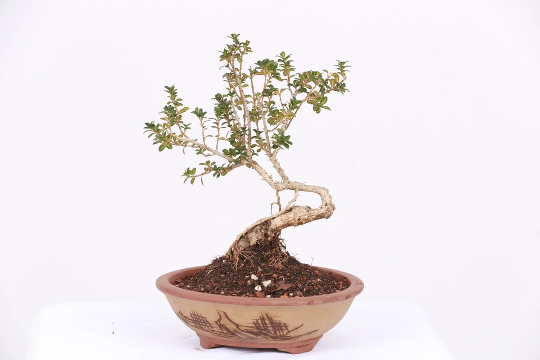 云南黄杨盆景珍珠黄杨盆景素材，小盆栽绿植