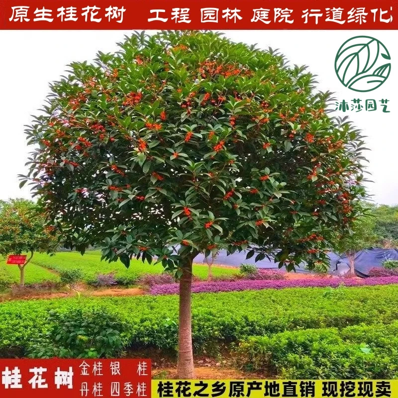 桂花树大树金桂银桂丹桂四季桂八月桂花地栽盆栽庭院(补差链接)